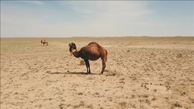 Dried up wheat fields, dead livestock gripping Kazakhstan as extreme drought takes hold 