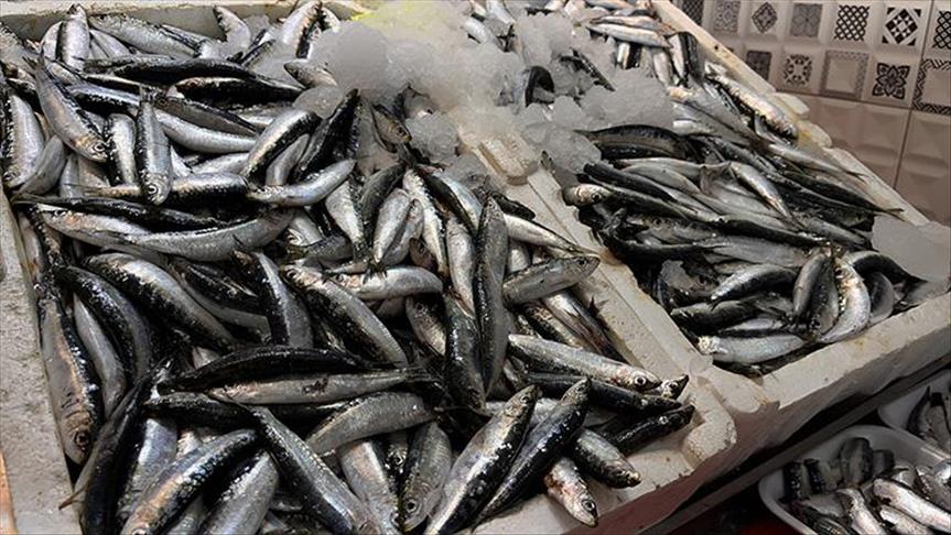 Artan avlanma süreleri balıkçılığı sürdürülebilirlikten uzaklaştırıyor