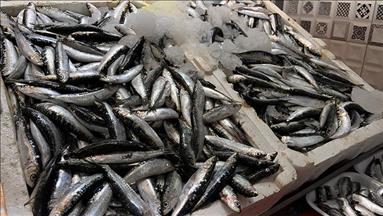 Artan avlanma süreleri balıkçılığı sürdürülebilirlikten uzaklaştırıyor