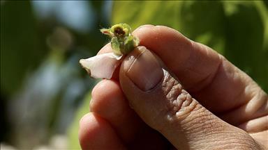 Zirai don riskine karşı pratik adımlar ürünlere kalkan oluyor