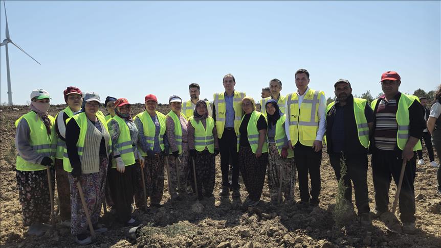 Enerji ve Tabii Kaynaklar Bakanl谋臒谋, Çanakkale'de 100 bin fidanl谋k "enerji orman谋" olu艧turuyor