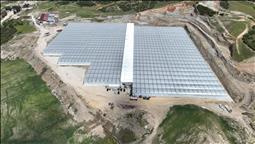 Manisa'da jeotermal serada üretilen 500 ton domates ihraç edildi