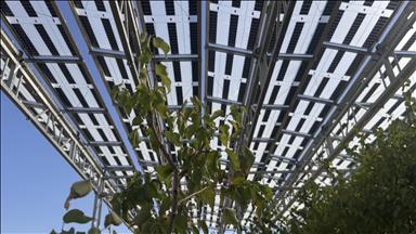 Kayısı bahçesine enerji üretimi ve verimi artırma hedefiyle güneş panelleri kuruldu