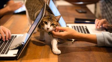 Enerjisa Üretim evcil hayvanlar için güvence ve destek sağlıyor