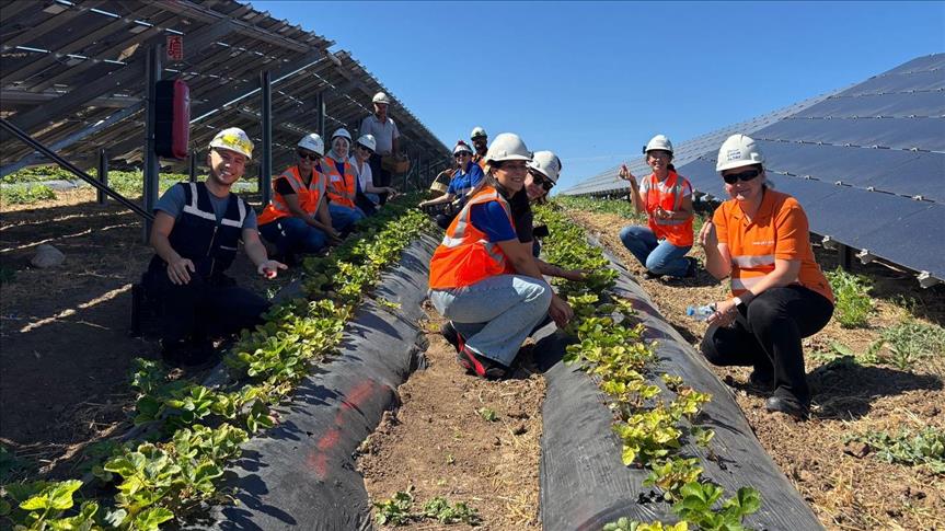 Enerjisa Üretim, güneş panelleriyle elektrik ürettiği arazilerde 5 tonluk ürün hasadı gerçekleştirdi