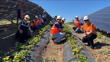 Enerjisa Üretim, güneş panelleriyle elektrik ürettiği arazilerde 5 tonluk ürün hasadı gerçekleştirdi
