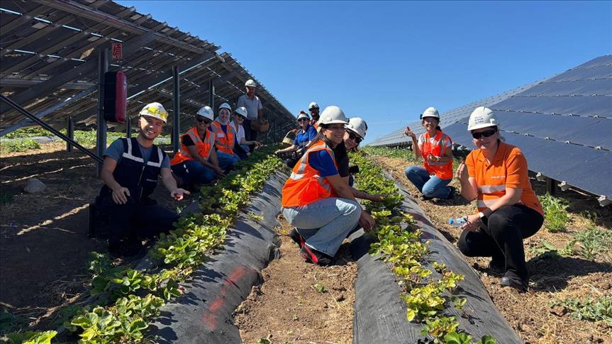 Enerjisa Üretim, agrivoltaik tarım uygulamalarıyla 5 ton hasat yaptı
