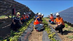 Enerjisa Üretim, agrivoltaik tarım uygulamalarıyla 5 ton hasat yaptı