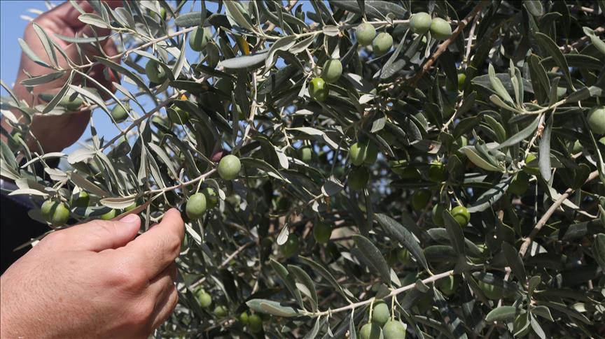 Muğla'da maden rehabilitasyon projesinde zeytin fidanları toprakla buluşturuldu