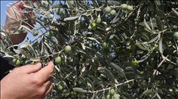 Muğla'da maden rehabilitasyon projesinde zeytin fidanları toprakla buluşturuldu