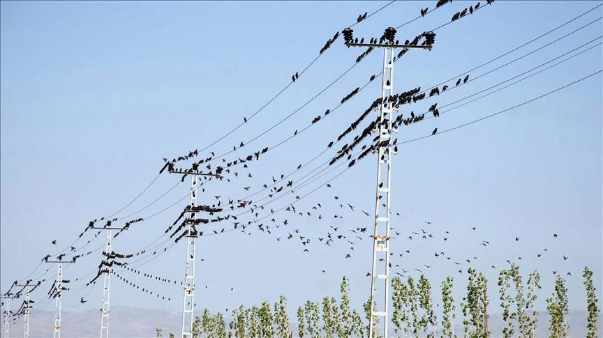 Günlük elektrik üretim ve tüketim verileri