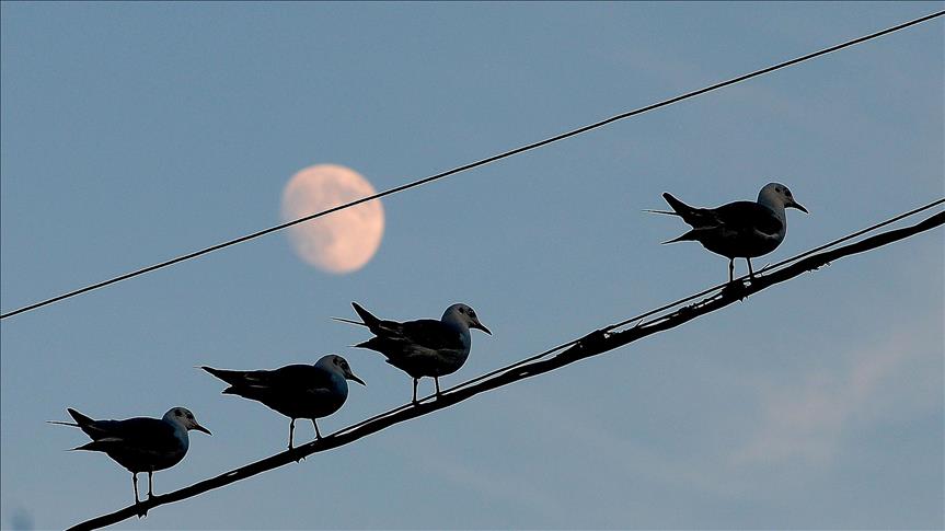 Spot market electricity prices for Monday, Dec. 29