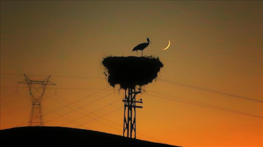 Spot market electricity prices for Saturday, Feb. 14