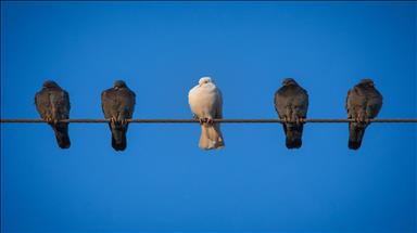 Spot piyasada elektrik fiyatları