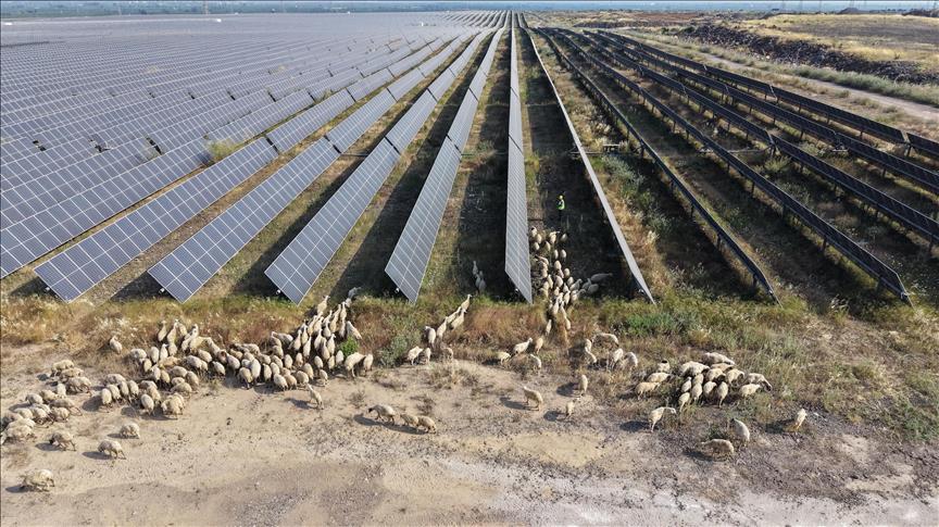 IC Enterra "Güneş Otlatma" ile doğal arazi yönetimi sağlıyor