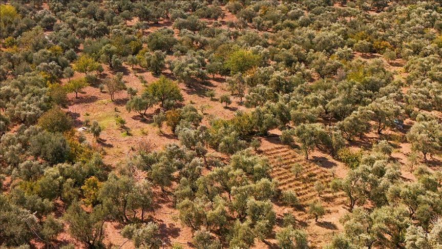 Yeniköy Kemerköy Enerji taşınan zeytin ağaçlarının bakımını yerel paydaşlarla sürdürüyor