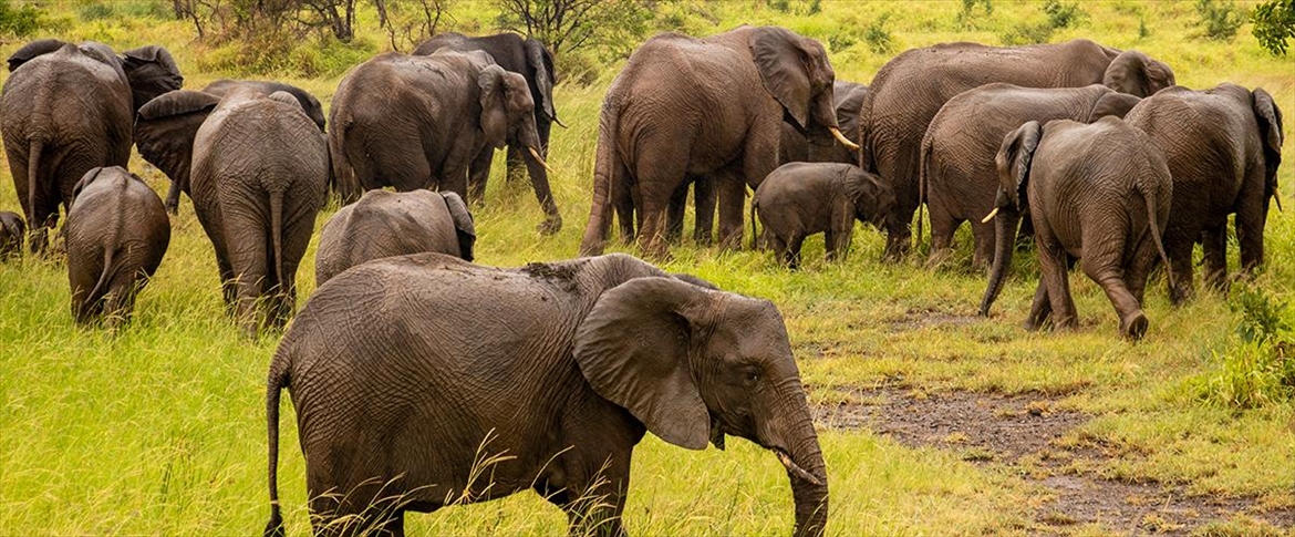 Güney Afrika bölgesinde artan fil nüfusu, yerel ekosistemi tehdit ediyor