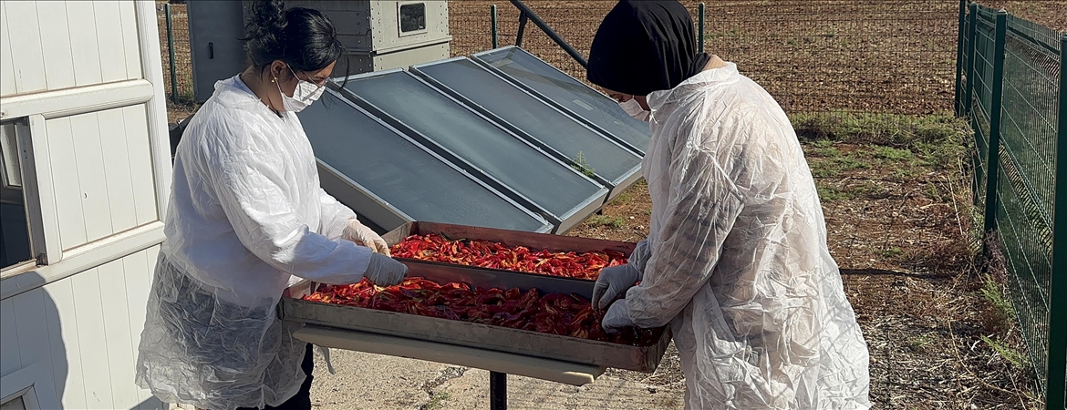 Güneş enerjisiyle çalışan cihaz biberlerin kurutulma sürecini kısalttı