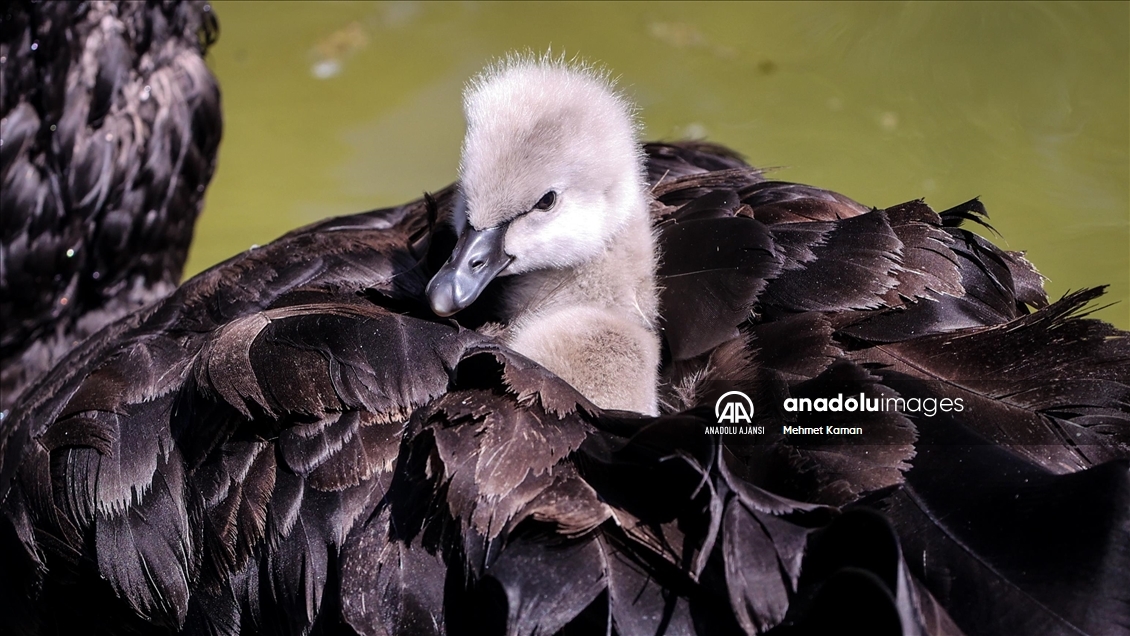 Witcher yalangoch Shani mod