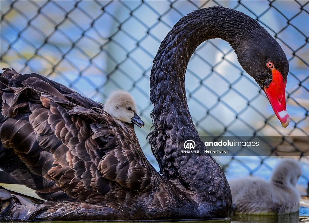 Yetuk yalangoch tola qizlar