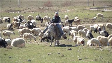 Küçük çobanlar Çoban Fuarı'na katılacak