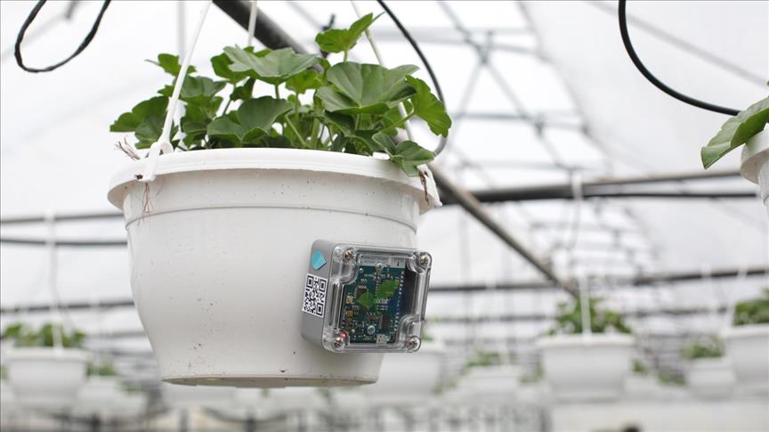 Arıkovanı'nda akıllı sera otomasyonu Ignite Greenhouse fonlamaya açıldı