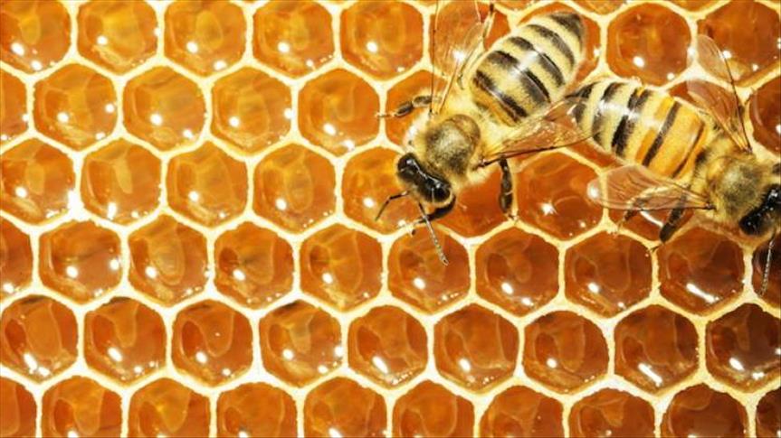 "Çocuklar en az bir öğün arı ürünleri tüketmeli"