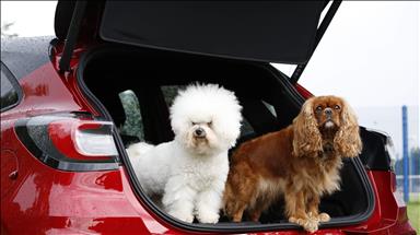 Ford, Dünya Köpek Günü'nü "bakım salonuyla" kutluyor 