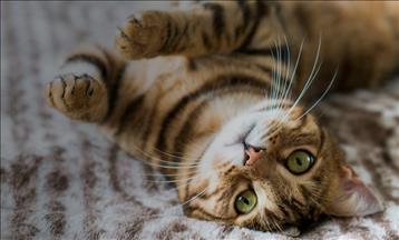 Aksigorta'dan Kedi Günü'ne özel GittiGidiyor kampanyası
