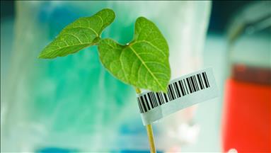 Yeditepe Üniversitesi DNA barkodlama ile bitkilere kimlik veriyor