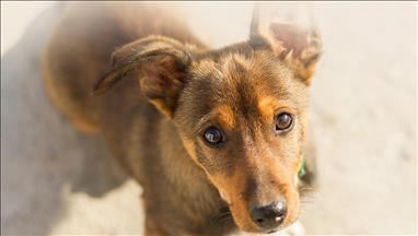n11.com'dan Dünya Köpek Günü'ne özel bağış kampanyası