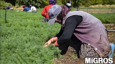 Migros, kadınları ve gençleri tarıma kazandırıyor
