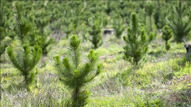TSKB, karbonsuz dünya için orman ve toprağın önemine dikkati çekiyor