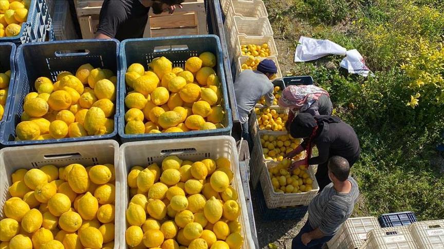 Şok Marketler deprem bölgesinde tarımı ve çiftçiyi destekliyor