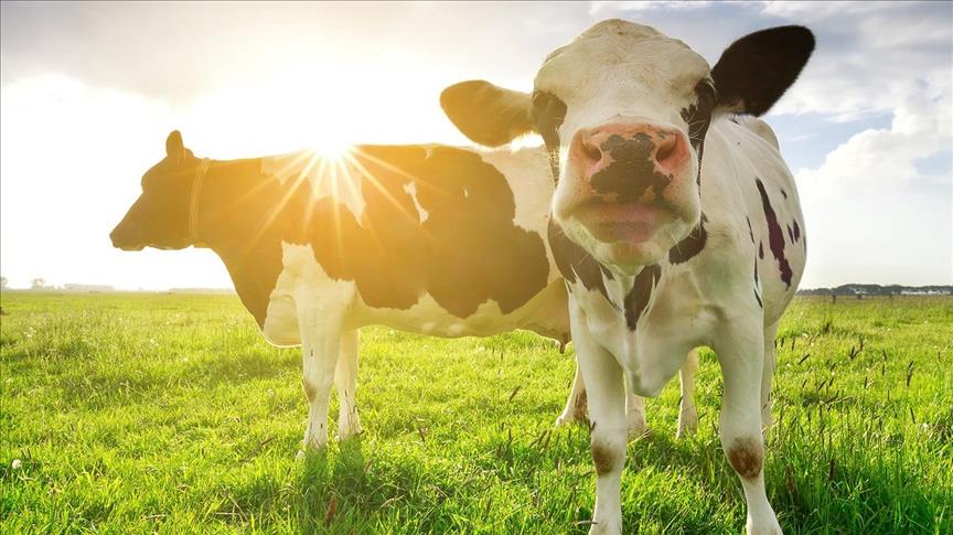 Trouw Nutrition'dan "ortalamanın üzerine çıkan sıcaklıklar hayvanları olumsuz  etkiliyor" uyarısı: