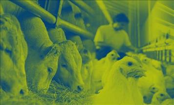 Hayvan besleme şirketi Nutreco,2022 Sürdürülebilirlik Raporu yayınladı