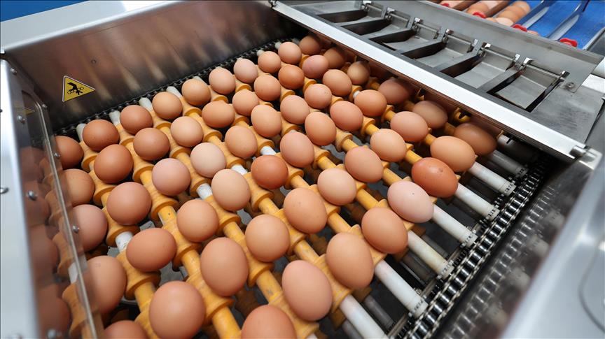 Migros desteğiyle Ordu'da yılda 35 milyon yumurta üretiliyor