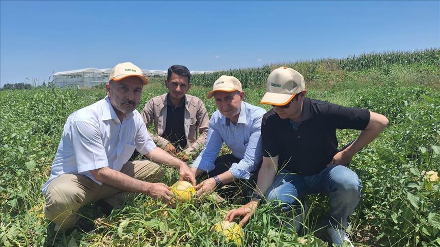 TARSİM heyeti Adana'daki bitkilerde oluşan güneş yanığını gözlemledi