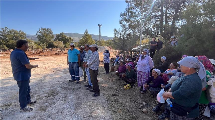 YK Enerji, naklettiği zeytin ağaçlarını ziyarete açtı